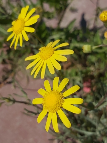Senecio glaucus subsp. coronopifolius — photo