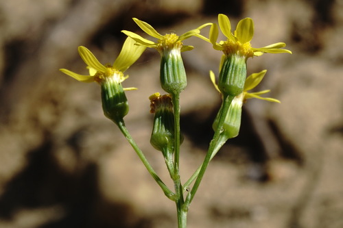 Senecio glaucus subsp. coronopifolius — photo