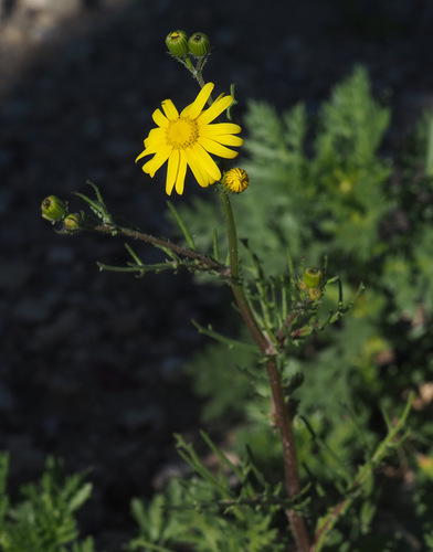 Senecio glaucus subsp. coronopifolius