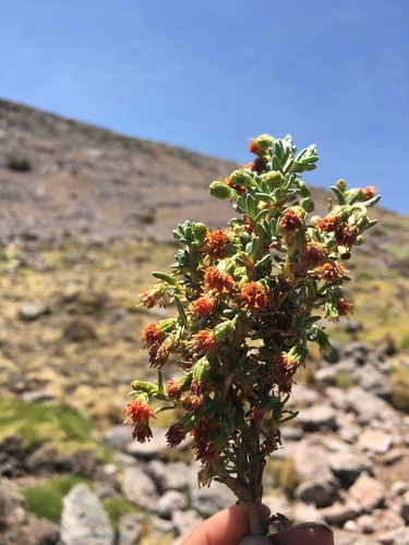 Senecio graveolens (Chachacoma) — photo