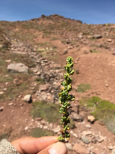 Senecio graveolens (Chachacoma) — photo