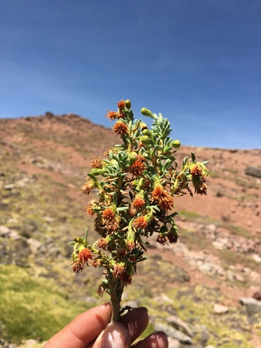 Senecio graveolens