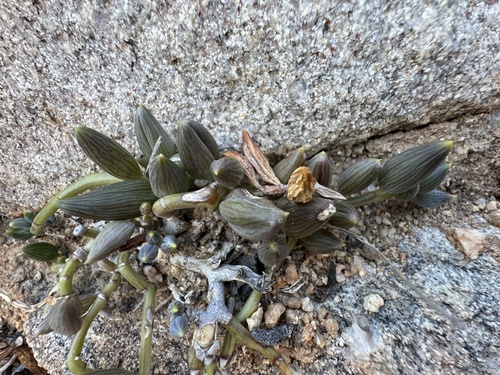 Senecio herreianus (String of tears) — photo
