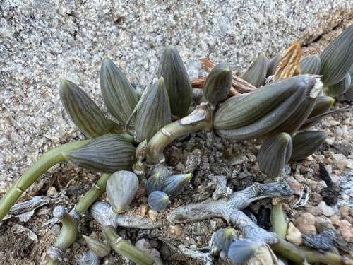 Senecio herreianus (String of tears) — photo