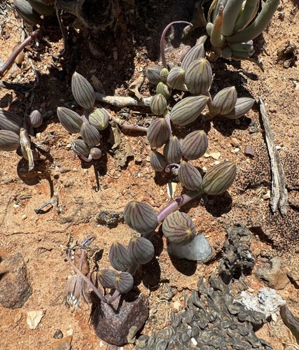 Senecio herreianus
