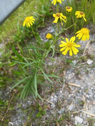 Senecio inaequidens (Groundsel) — photo