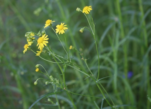 Senecio inaequidens