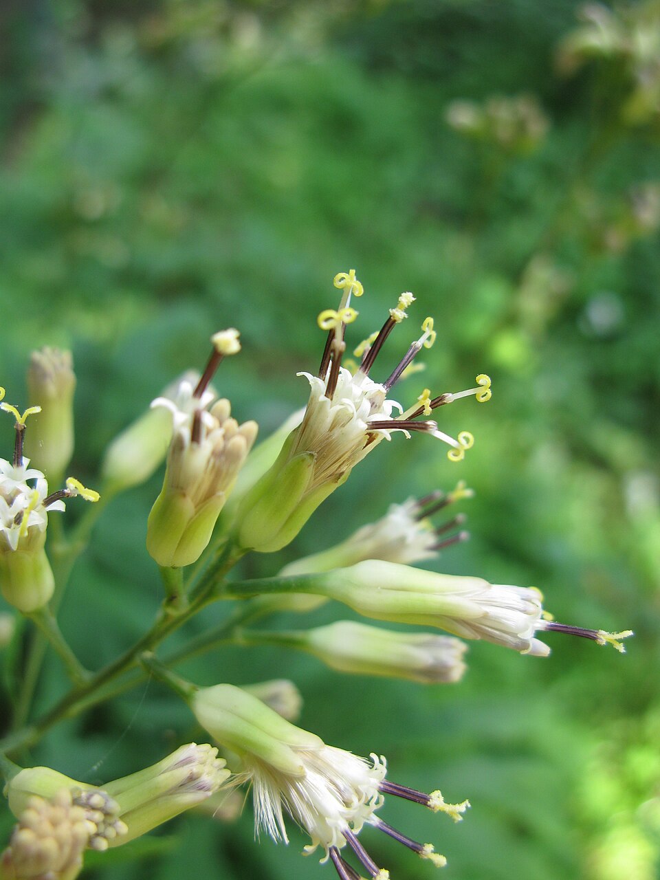 Senecio krameri — photo
