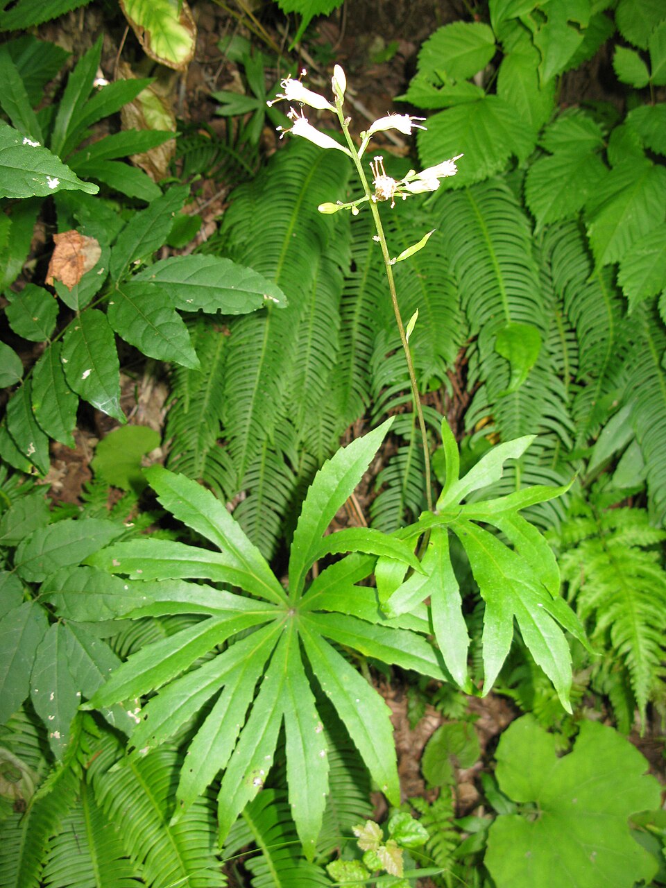 Senecio krameri