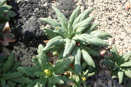 Senecio leucanthemifolius subsp. vernalis — photo