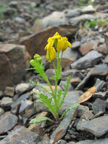 Senecio leucanthemifolius subsp. vernalis — photo