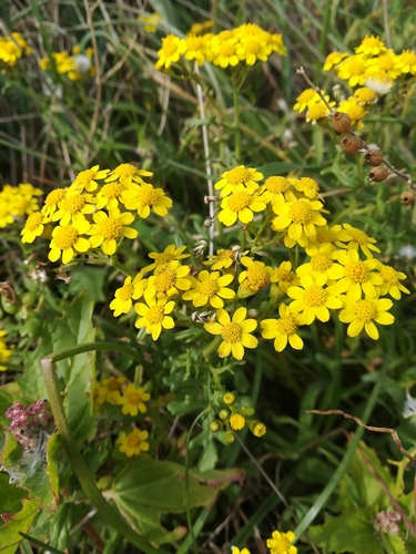 Senecio leucanthemifolius subsp. vernalis