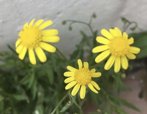 Senecio madagascariensis — photo