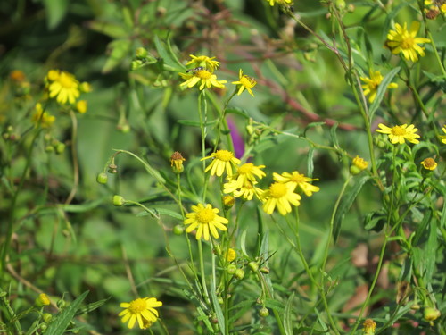 Senecio madagascariensis — photo