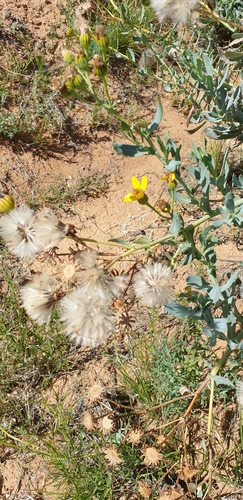 Senecio magnificus (Showy groundsel) — photo