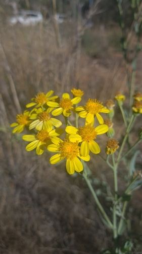 Senecio magnificus (Showy groundsel) — photo