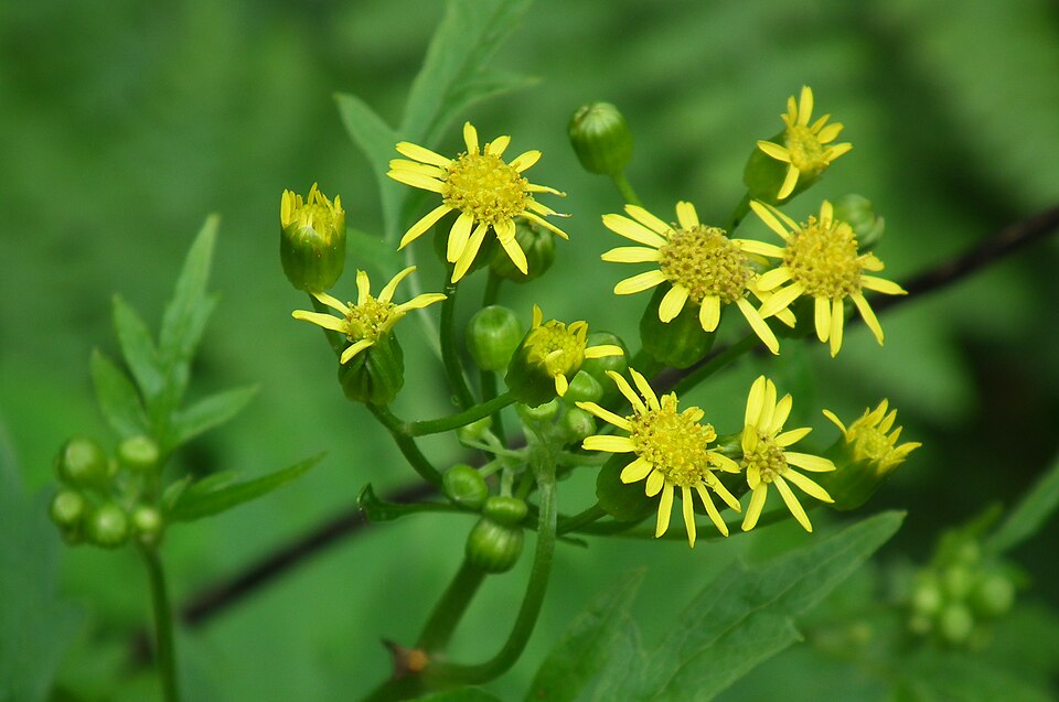 Senecio nikoensis