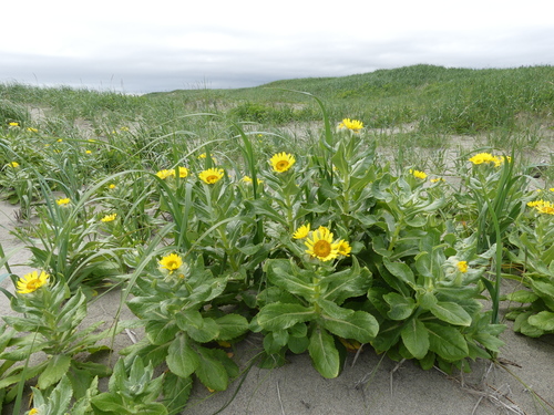 Senecio pseudoarnica (Seaside ragwort) — photo