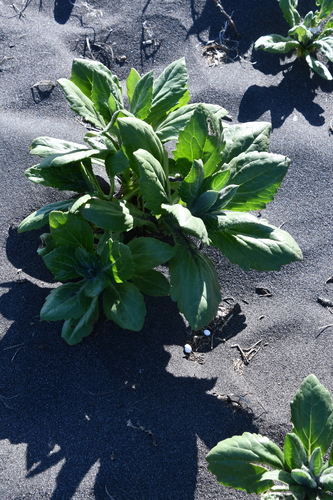 Senecio pseudoarnica (Seaside ragwort) — photo