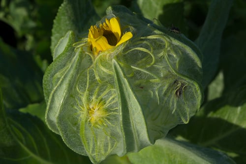 Senecio pseudoarnica