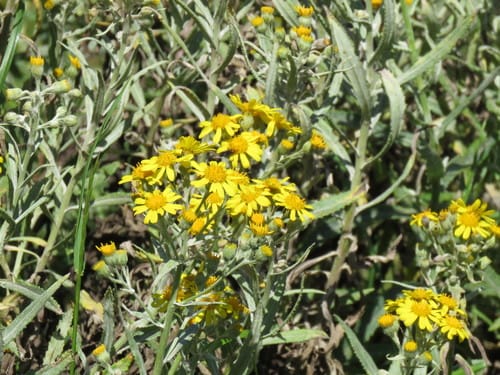 Senecio pterophorus (Groundsel) — photo