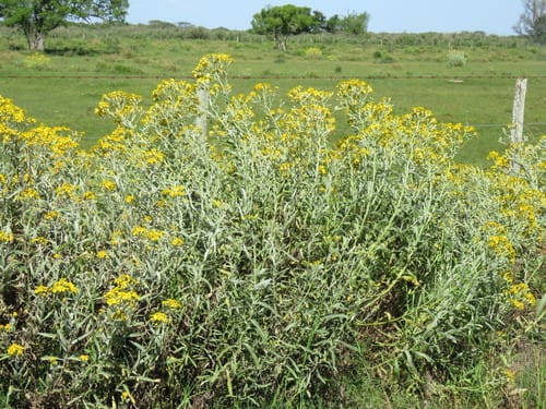 Senecio pterophorus (Groundsel) — photo