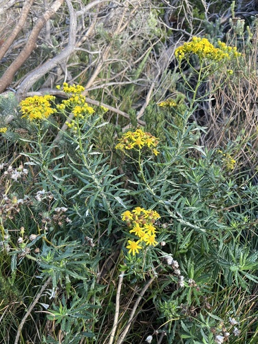 Senecio pterophorus