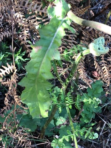 Senecio purpureus (Groundsel) — photo