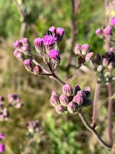 Senecio purpureus