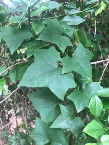 Senecio quinquelobus (Groundsel) — photo
