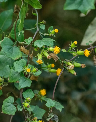 Senecio quinquelobus
