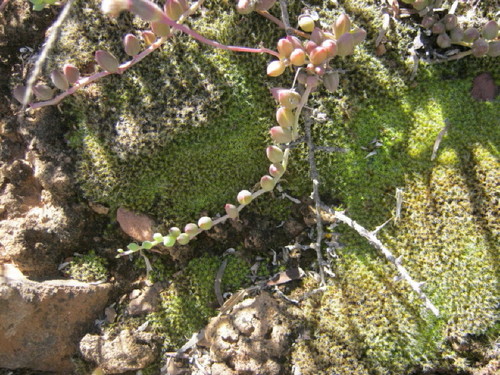 Senecio radicans — photo