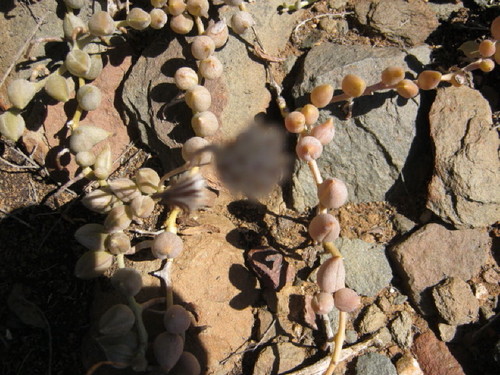 Senecio radicans — photo
