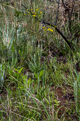 Senecio retrorsus (Groundsel) — photo