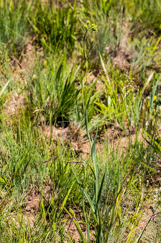 Senecio retrorsus