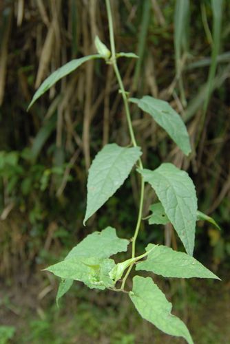 Senecio scandens (Climbing senecio) — photo