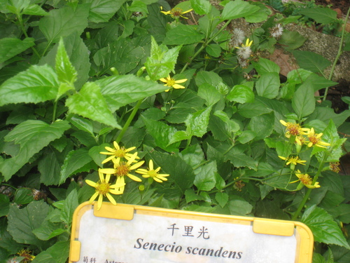 Senecio scandens (Climbing senecio) — photo