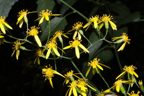 Senecio scandens