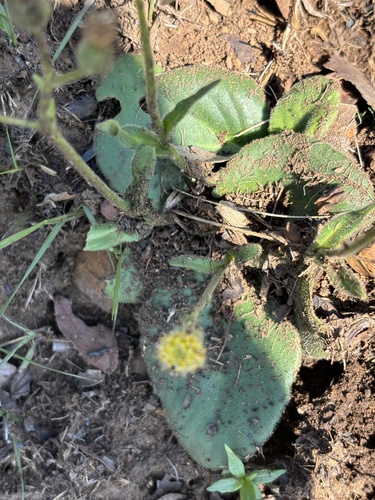 Senecio subcoriaceus — photo