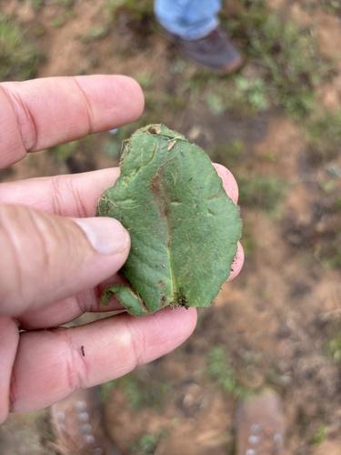 Senecio subcoriaceus — photo