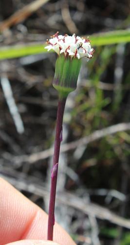 Senecio tuberosus — photo