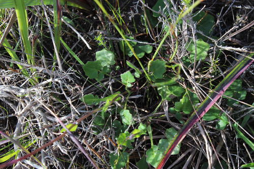Senecio tuberosus — photo