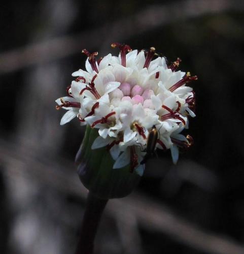 Senecio tuberosus