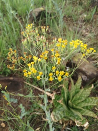 Senecio venosus (Groundsel) — photo