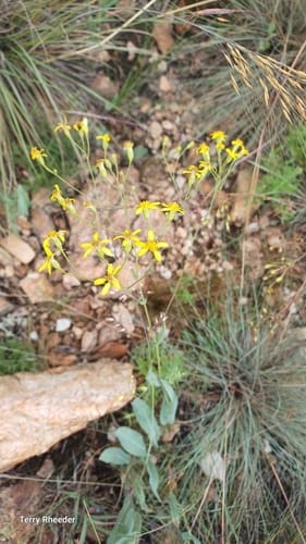 Senecio venosus (Groundsel) — photo