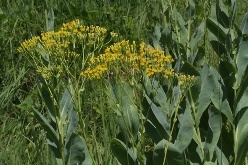 Senecio venosus