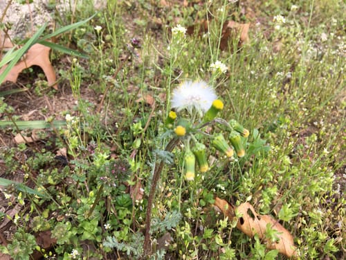 Senecio vulgaris (Common groundsel) — photo
