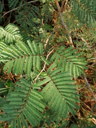 Senegalia ataxacantha (Flame acacia) — photo