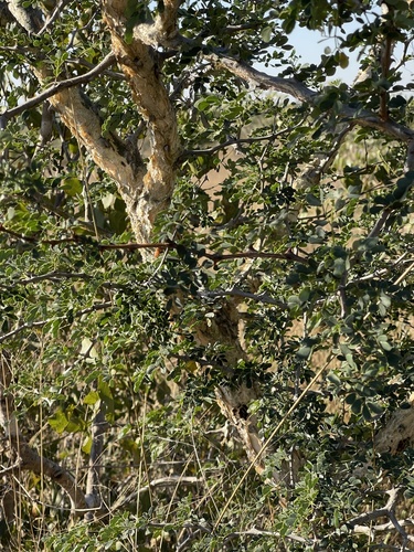 Senegalia burkei