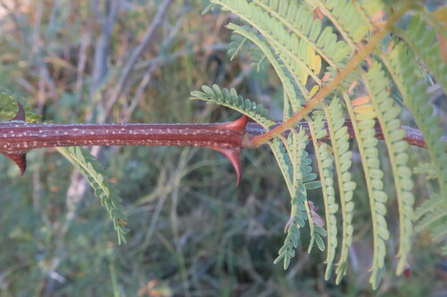 Senegalia caffra (Common hook thorn) — photo